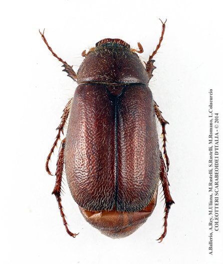 Haplidia massai, femmina